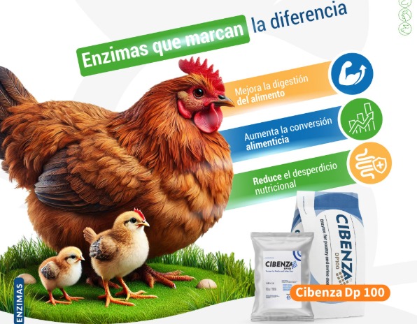 cibenza dp100 2
