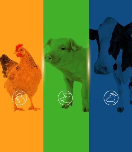 imagen de pollo cerdo vaca