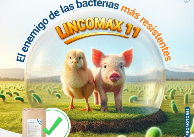 lincomax 11