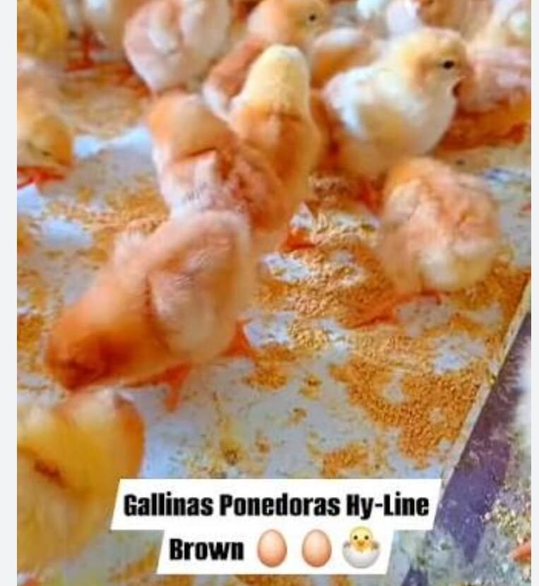 pollos_2 1 e1769053079152