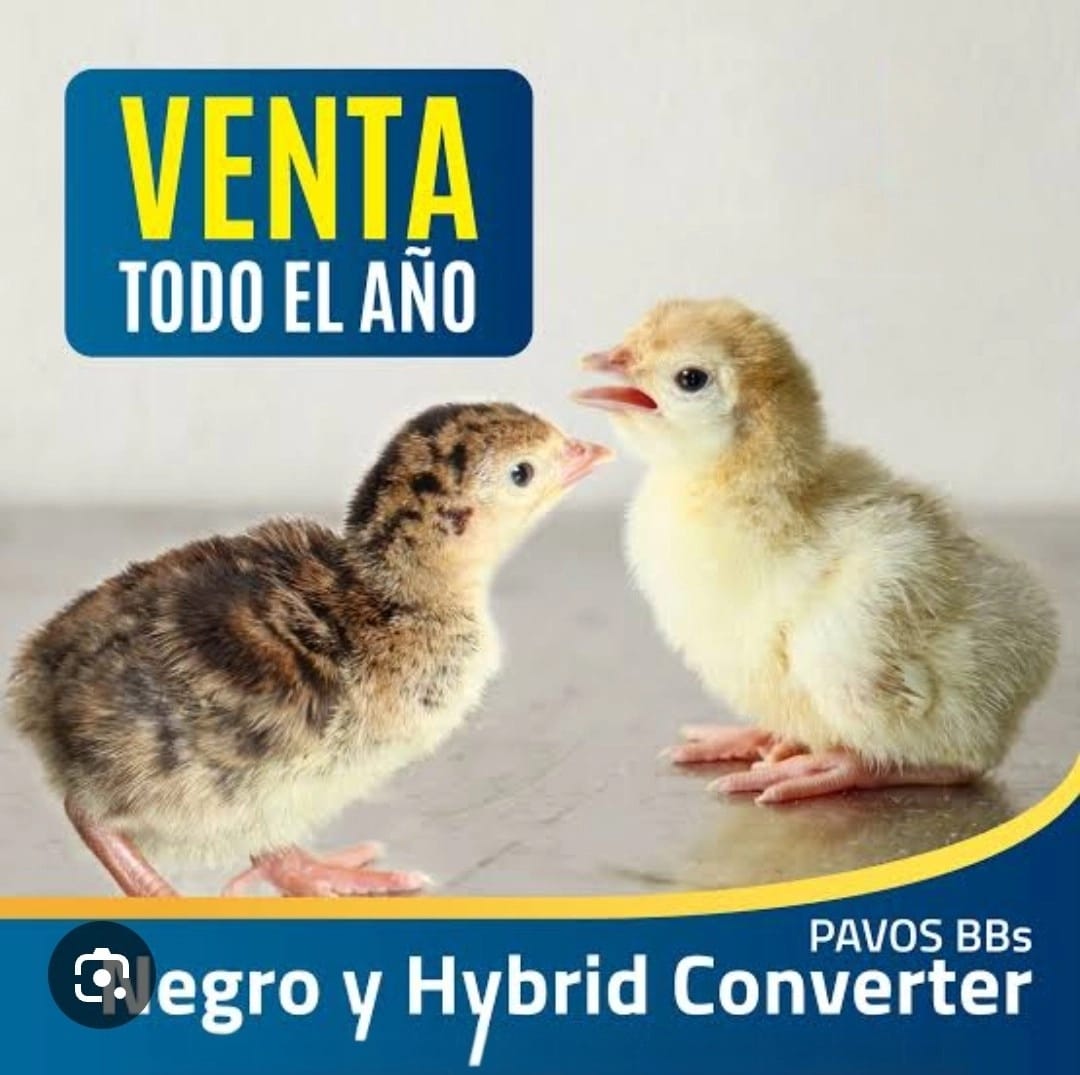 venta
